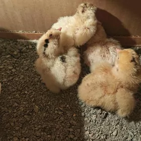 Ýumurtgany inkubatorda