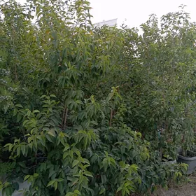 owadan dekratiwni baglar