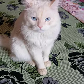 AK PİŞİK белый кот