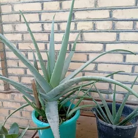 Aloe , Tenne gül, şansiverya