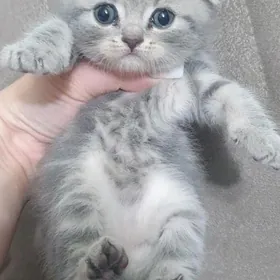 Шотландские котята