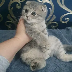 Шотландские котята