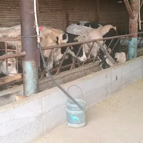 galaşteyin öküzler