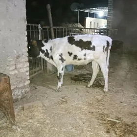 Gulajyn, ala suytli paroda