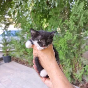 котята месяц