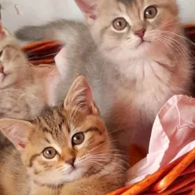 Мальчик и девочка