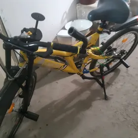 тигир олимпия