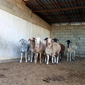 ARASSA KISAR GOÝUNLAR