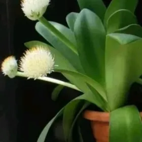 ГЕМАНТУС, ОЛЕНИЙ ЯЗЫК