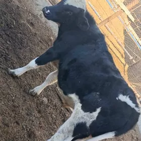 smental gatysh corny postra