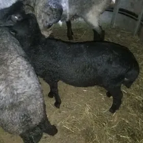 tokly garakol issek goyun