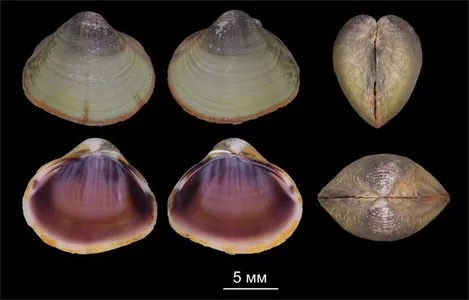 В Мьянме ученые открыли два новых вида моллюсков