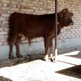 Tohum Öküz Gibrit 9 aýynda