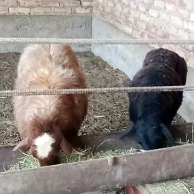 Gissar Goýunlar Bakyda Duran