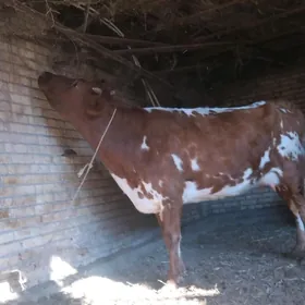 голели сыгыр