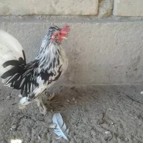 карлик японка