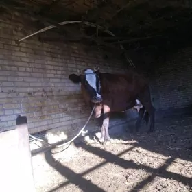 голели сыгыр