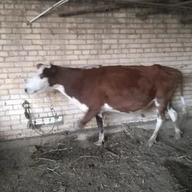 голели сыгыр