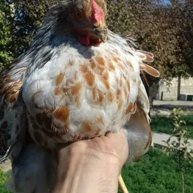 Wyandotte Horoz