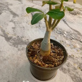 домашние цветы