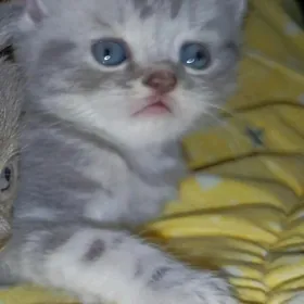 шатланки страйт