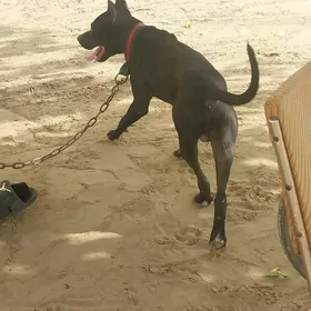 питбуль собака, pitbull