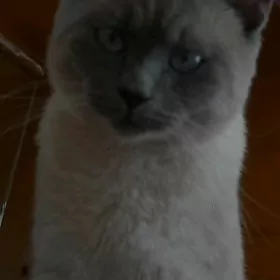 Сиямский Кот