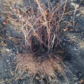 Uzum sitil nahal bag