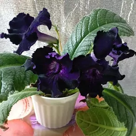 стрептокарпус