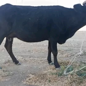 Gysyr sygyr ÝAGDAÝY GOWY