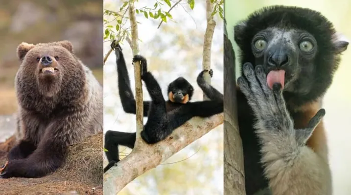 Haýwanlar özara degşende: Nikon Comedy Wildlife Awards 2025-iň finalçylary yglan edildi
