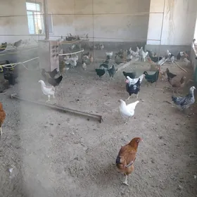 Towuklar hem Horazlar