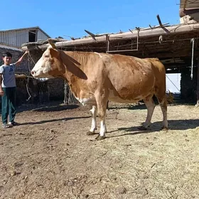 YETİK.    BOGAZ.     SİMENTAL.