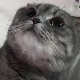 шотландский вислоухий