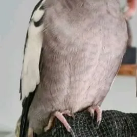 Карела мальчик