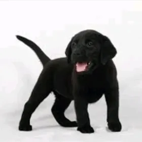 щенки ЛАБРАДОРА