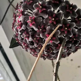 Хойя РЕД БАТТОН