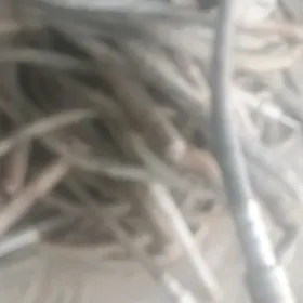 biton...wobratir..çvwesi