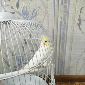 попугай рикки