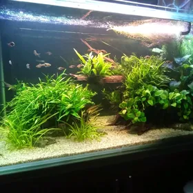Аквариум травник
