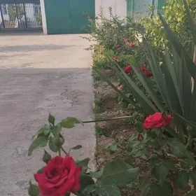 Taze zaman ️тазе заман