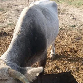 богаз сыгыр