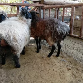 гойун бакылан