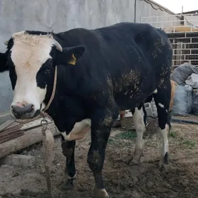 Öküz galaşteyjn bakylan