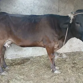 гибрит сыгыр