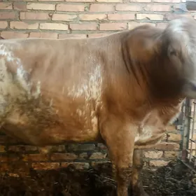 ойхайванлар