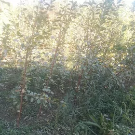 Çiýa nahal Чия нахал