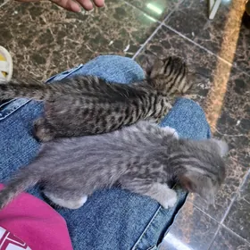 котята срочно