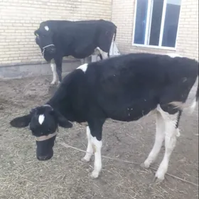 Герман голели сыгыры