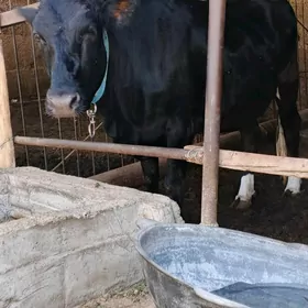 Boğaz Çornipiyostur tuwe